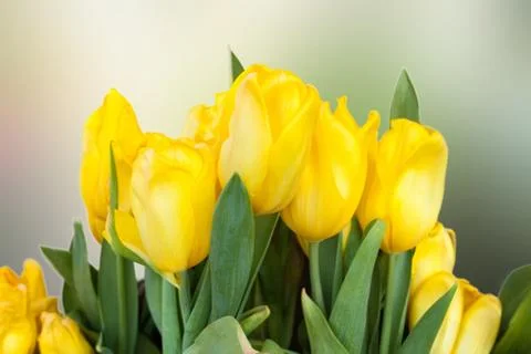 Beautiful yellow tulip spring flowers Stock Photos