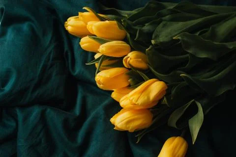 Beautiful yellow tulips on a blue background. spring flowers, bright bouquet Stock Photos