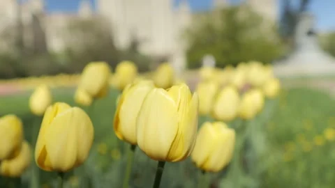 Beautiful yellow tulips in full bloom in a spring garden, vibrant beauty in Stock Footage 277780997