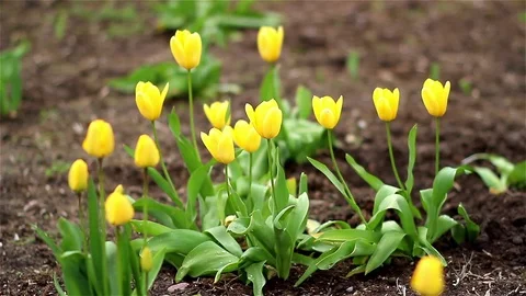 Beautiful yellow tulips in spring 스톡 동영상 71659593