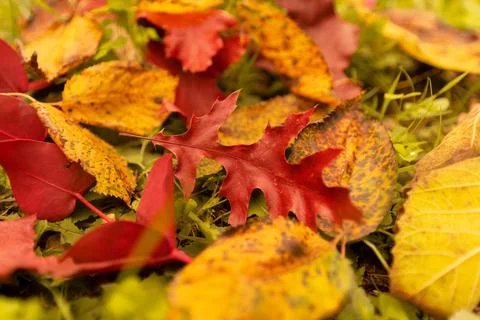 Beautiful yellowed leaves close up lie on the ground. Autumn yellow and red f Stock Photos