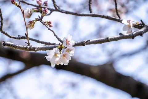 Beautiful yoshino cherry blossoms sakura (Prunus  yedoensis) tree bloom in sp Stock Photos