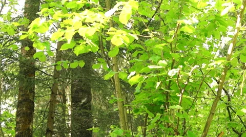 Beautiful young Birch forest Video stock 57352136