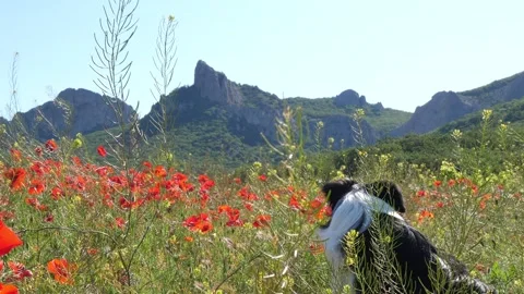 A beautiful young Black and white border collie sits in a field of blooming Stock Footage 277722845