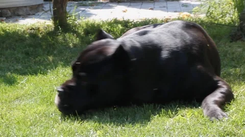 A beautiful young black Cane Corso dog is lying on the green grass on a summer d Vidéo 113217666