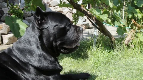 A beautiful young black Cane Corso dog is lying on the green grass on a summer d Vidéo 113217701