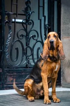 Beautiful young Bloodhound dog Stock Photos