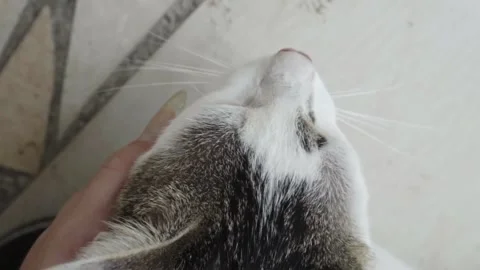 A beautiful young cat is a big plan. Slow motion Vídeo Stock 141018179