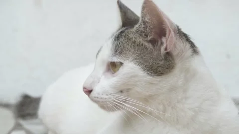 A beautiful young cat is a big plan. Slow motion Stock Footage 141018197