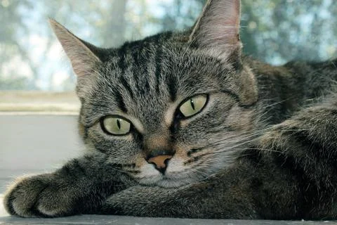 A beautiful young cat lies on the window and looks away. Close-up Stock Photos