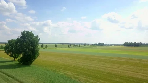 Beautiful young cereal fields in 4k aerial footage. Drone view on fields. Stock Footage 156335257