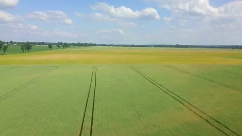 Beautiful young cereal fields in 4k aerial footage. Drone view on fields. Stock Footage 156335817
