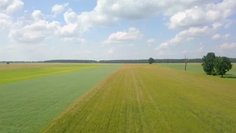 Beautiful young cereal fields in 4k aerial footage. Drone view on fields. Stock Footage 156335953