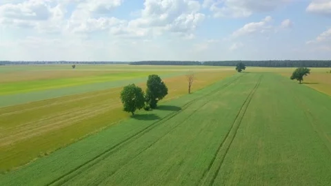 Beautiful young cereal fields in 4k aerial footage. Drone view on fields. Stock Footage 156336120