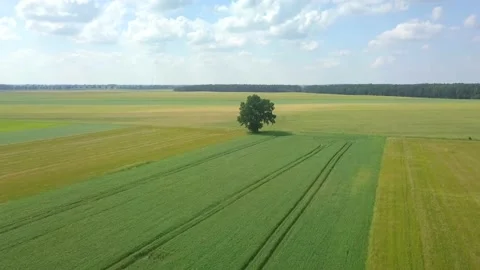 Beautiful young cereal fields in 4k aerial footage. Drone view on fields. Stock Footage 156336151