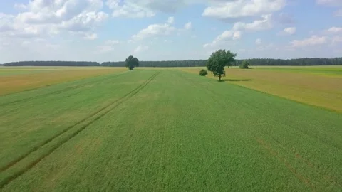 Beautiful young cereal fields in 4k aerial footage. Drone view on fields. Stock Footage 156403200