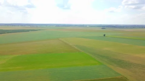 Beautiful young cereal fields in 4k aerial footage. Drone view on fields. Stock Footage 156403313
