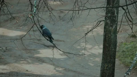 Beautiful, young crow sitting on a bare tree branch 動画素材 100765600