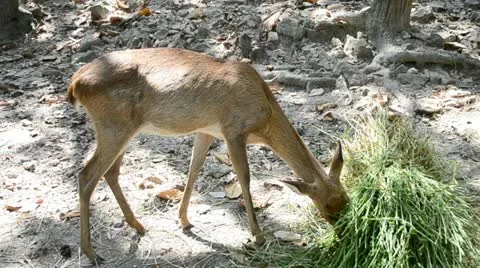 Beautiful Young deer eating grass Stock Footage 20462009