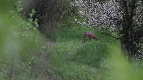Beautiful young deer gazing in the forrest nearby blooming tree in spring. Stock Footage 59361468