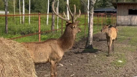 Beautiful Young Deer Resting and Walking Peacefully in Yard Stock Footage 317939657