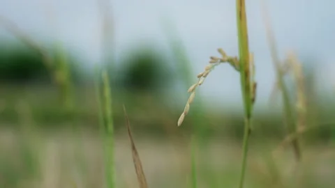 A beautiful young ear of rice. Macro close-up of a spikelet of rice developing Video stock 157970479