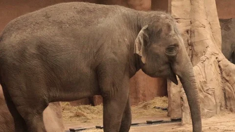 Beautiful young elephant Video stock 102359248