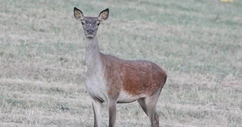 Beautiful Young fallow deer in the middle of a large clearing Stock Footage 139874031