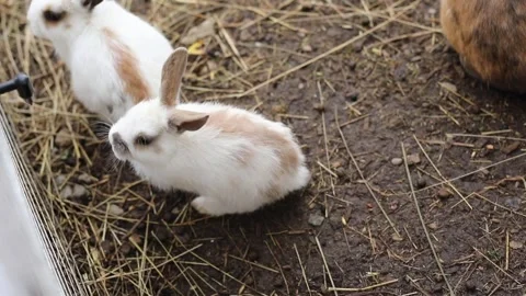 A beautiful young fluffy rabbit walks on a farm outdoors, sniffs the air, and ch Vidéo 304290431