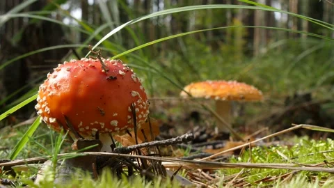 Beautiful young fly agaric  in a coniferous a wilde Chuvash forest. Stock Footage 146932267