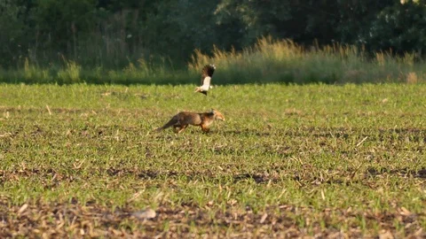 Beautiful young fox in the wilderness. Vídeos de archivo 109079280