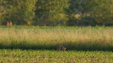 Beautiful young fox in the wilderness. Stock-Footage 109080154