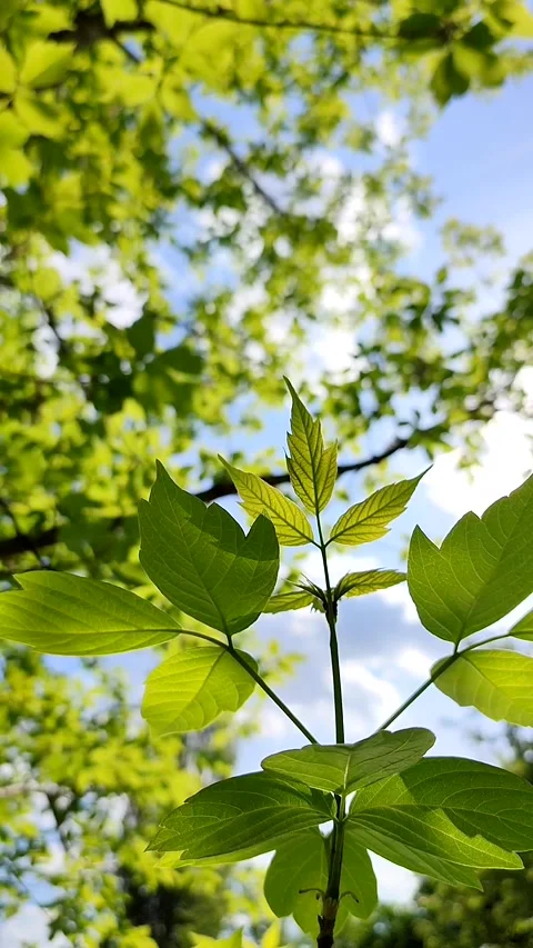 Beautiful young fresh leaf on tree branch through which sun shines Stock Footage 202978163
