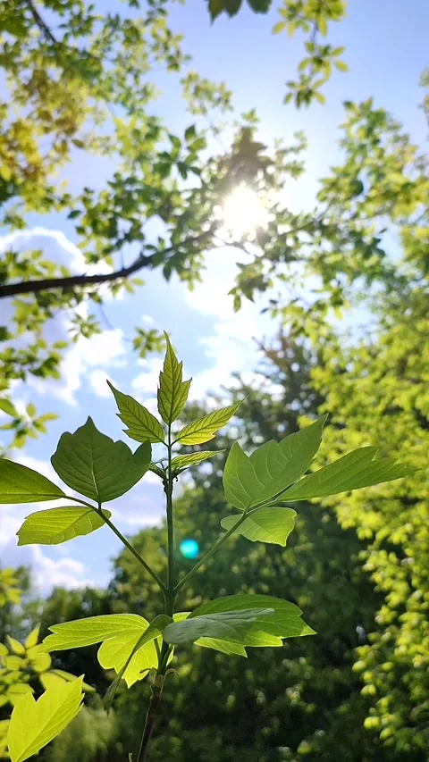 Beautiful young fresh leaf on tree branch through which sun shines Stock Footage 208079115