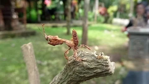 Beautiful young ghost mantis Stock Footage 273292616