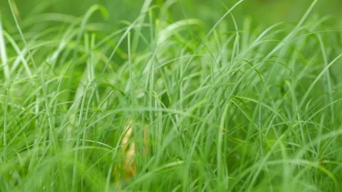 Beautiful young grass Stock Footage 131401807