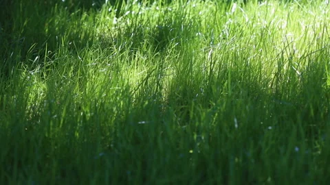 Beautiful young green grass in macro shot Stock Footage 92201874