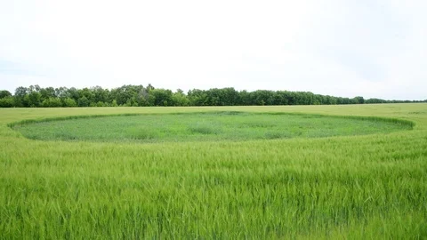 Beautiful young green rye with grass circle in the field, Russia Stock Footage 125579283