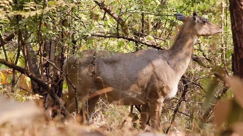 Beautiful young Nilgai eating leafs from tree in Gir forest Gujarat India I Gir  Vidéo 101454571