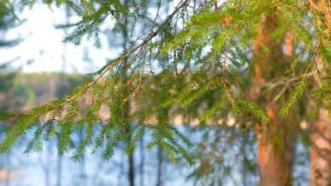 Beautiful young pine branch with fresh green small needles on lake background. Stock Footage