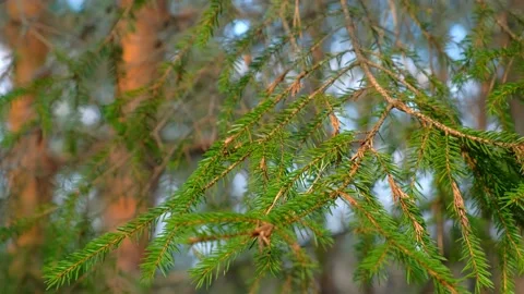 Beautiful young pine branch with fresh green small needles on lake background. Stock Footage 136420731