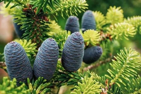 Beautiful young pine cones on the background of branches. It's spring Stock Photos