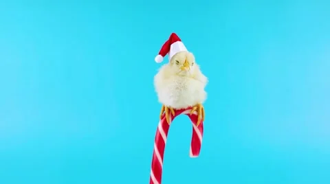 Beautiful young rooster in Santa hat, sitting on the Christmas candy cane Stock Footage 68833335