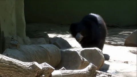Beautiful Young Sloth Bear Walking Around Pond Vídeo Stock 76003581