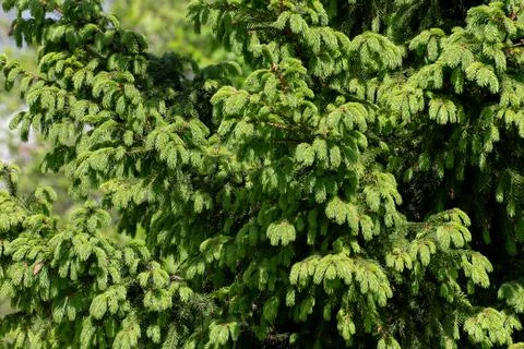 Beautiful young spruce in the forest in spring Stock Photos
