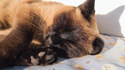 Beautiful young Thai Siamese cat playing and acting up, basking in the sun Stock Footage 314839658