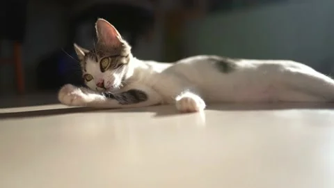 Beautiful Young White Cat Licks Itself Clean In Slow Motion 4K Stock Footage 180299945