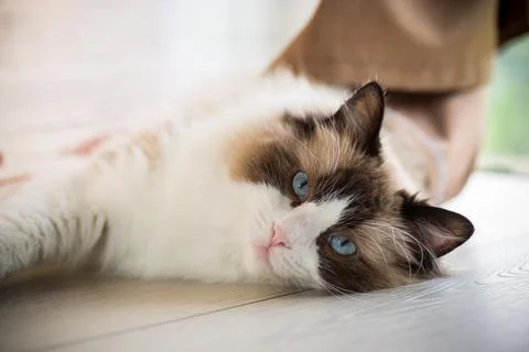 Beautiful young white purebred Ragdoll cat with blue eyes. Stock Photos