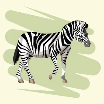 Beautiful zebra drawing Stock Illustration