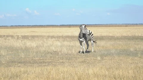 Beautiful zebra in the field Stock Footage 94996113